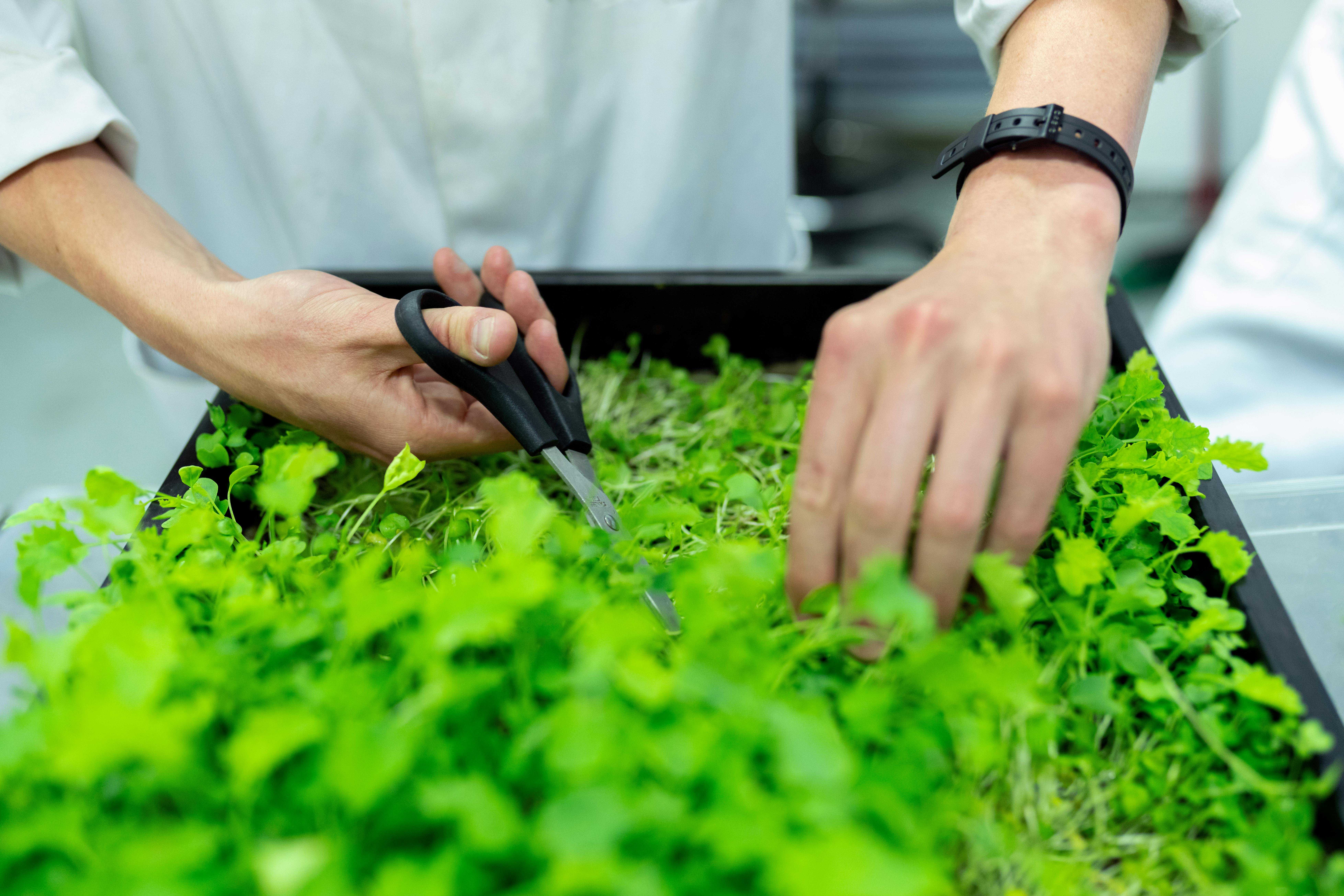 Farming