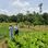 Organic farmer