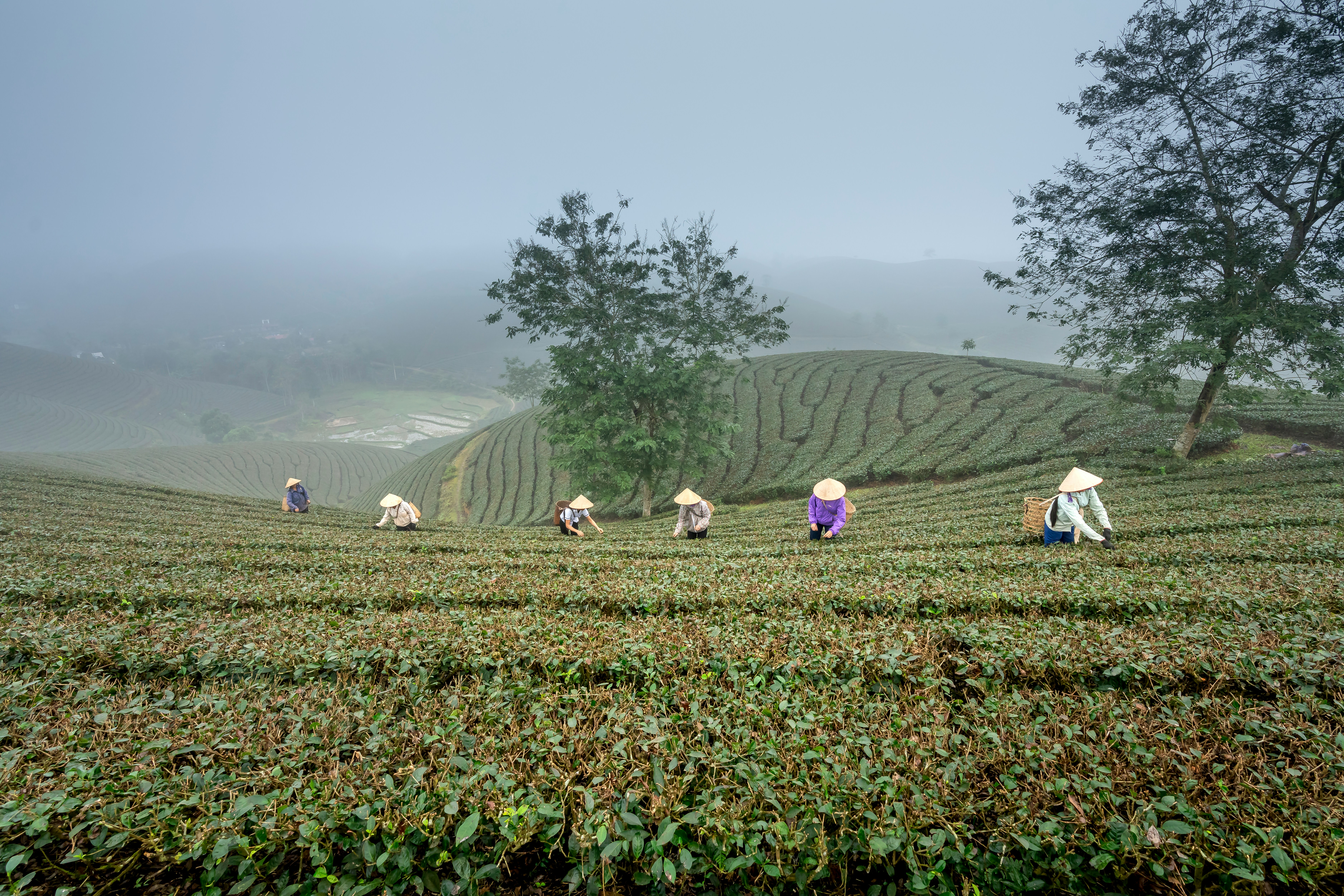 Grower Group