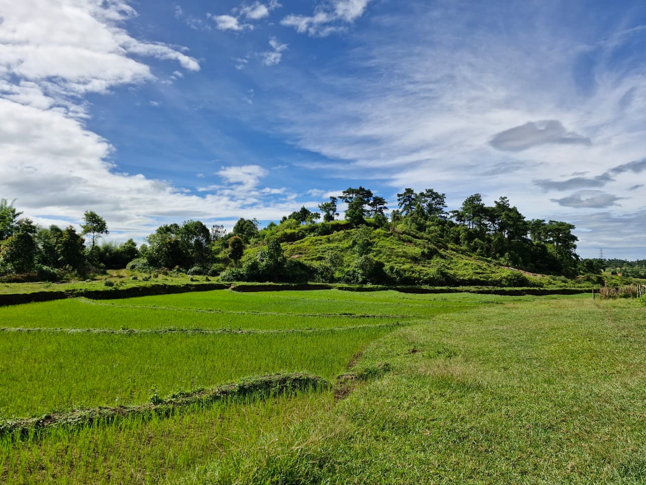 Organic farm in Meghalaya